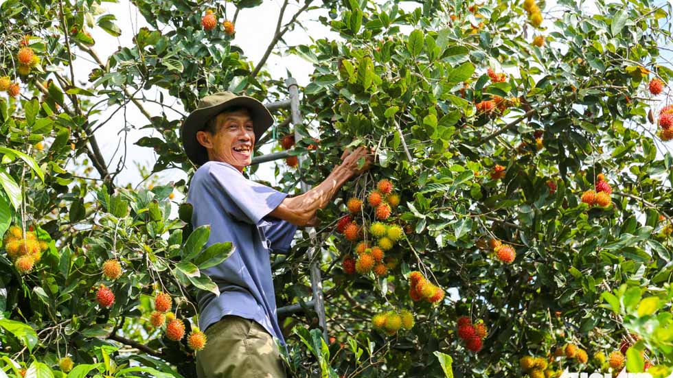 Jardim de frutas Trung An