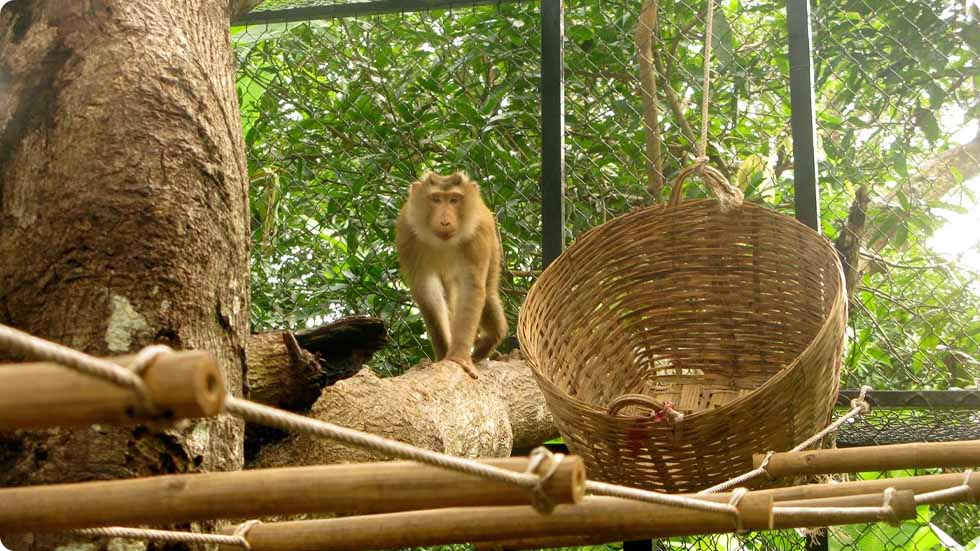 resgate de animais silvestres de Túneis de Cu Chi