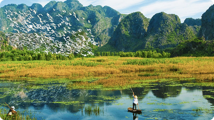 Aves migratórias na lagoa Van Long