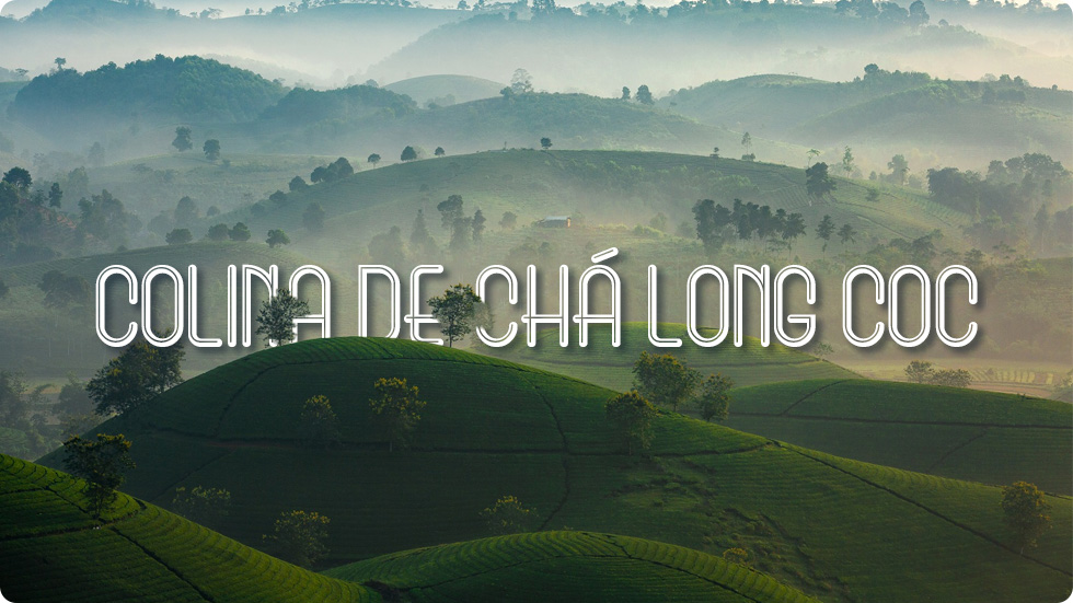 Colina de chá Long Coc