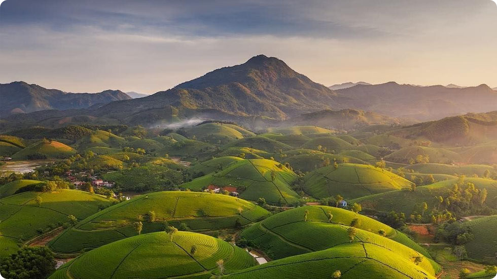 Colina de chá Long Coc