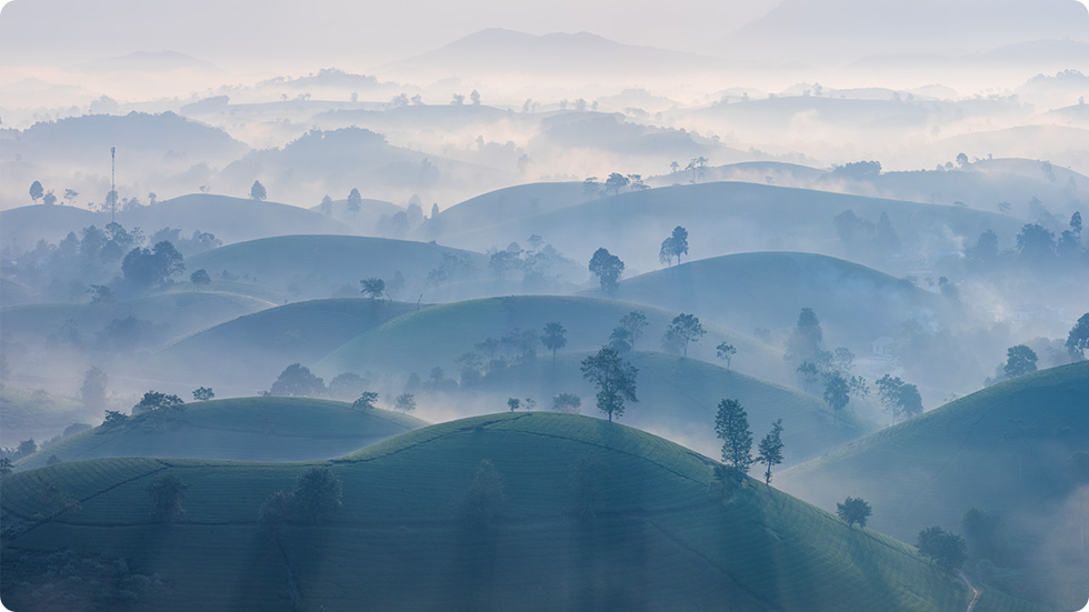 Colina de chá Long Coc