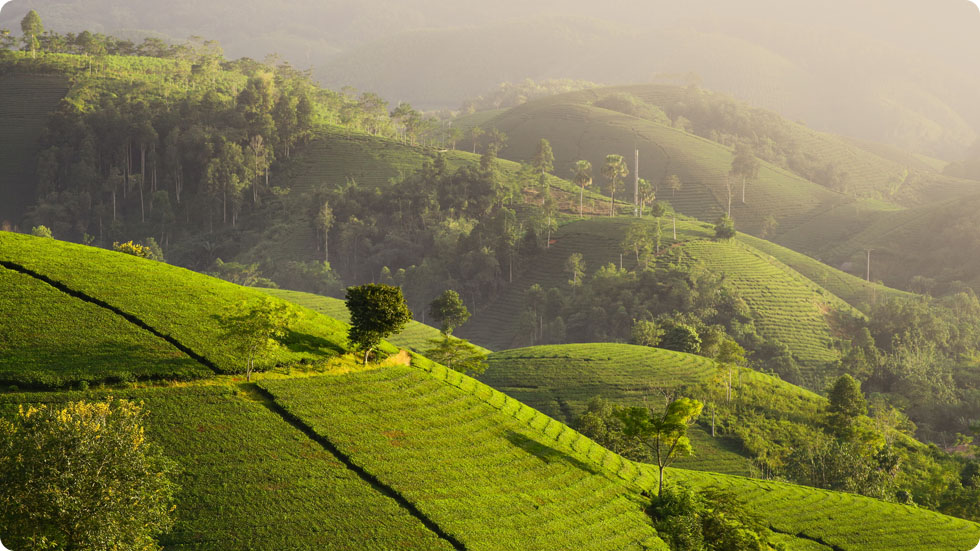 Colina de chá Long Coc