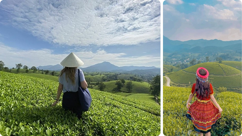 Colina de chá Long Coc