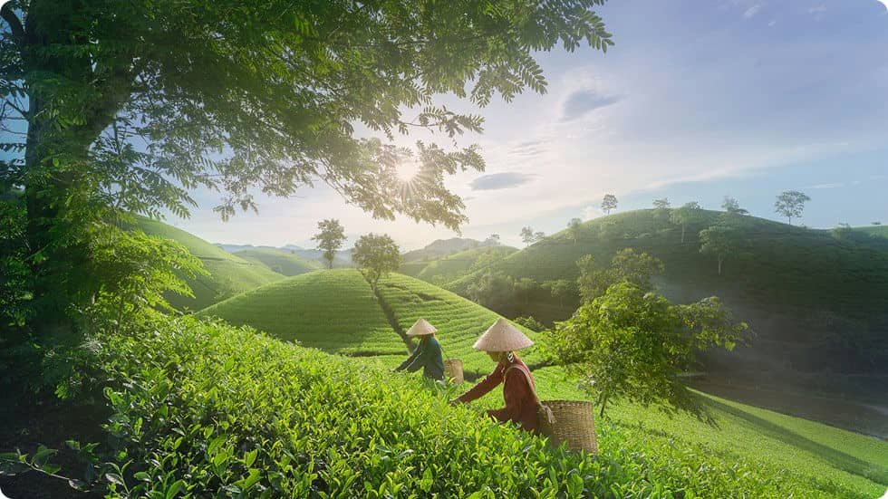 Colina de chá Long Coc