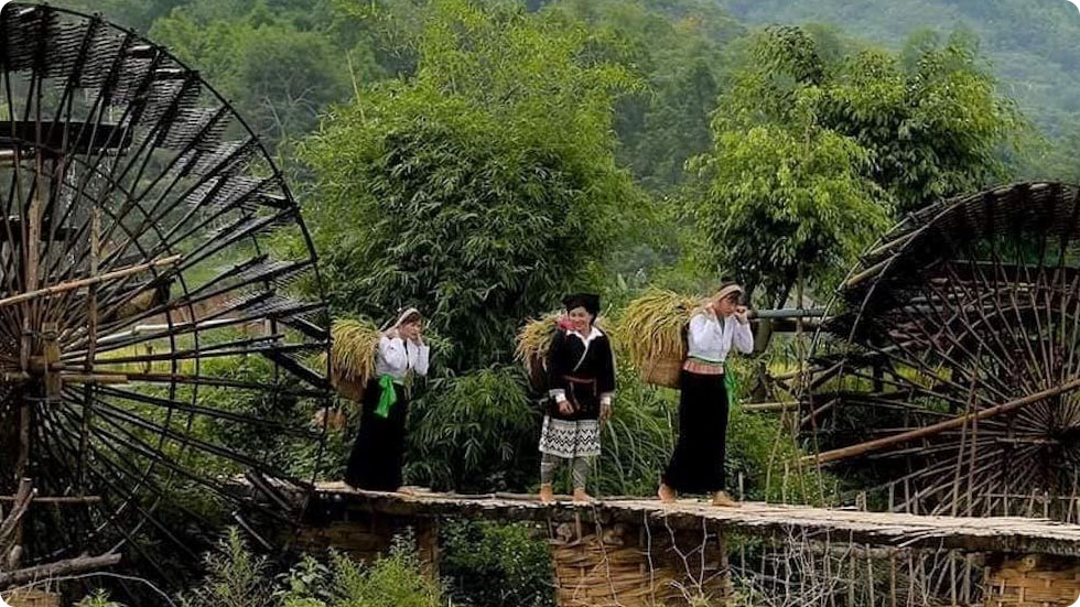 Kha Cuu, Colina de chá Long Coc