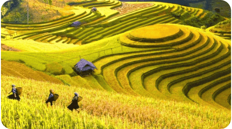 beleza do Mu Cang Chai