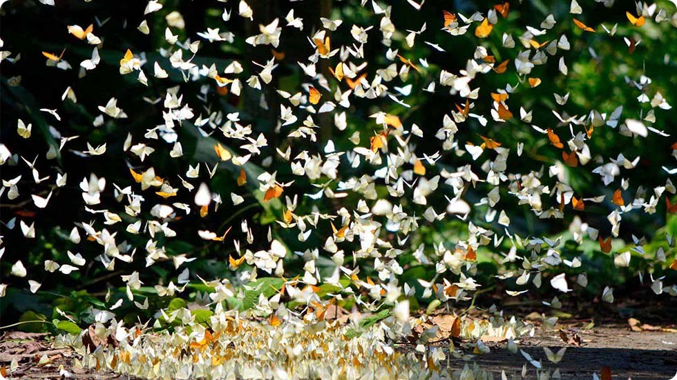 Flora e fauna do Parque Nacional Cuc Phuong